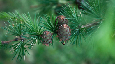 Laerche-Nahaufnahme