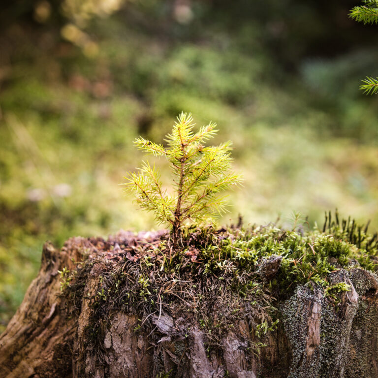 Ein junger Tannenbaum wächst aus einem moosbedeckten Baumstumpf