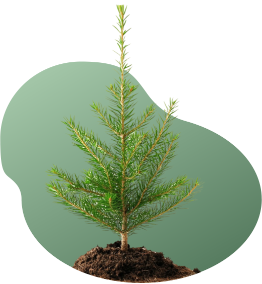 Kleiner Tannenbaum in Erde