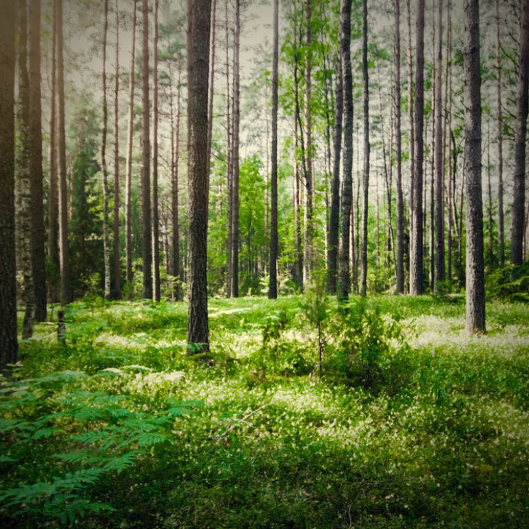 Ein dichter Wald mit hohen Bäumen und grünem Moos
